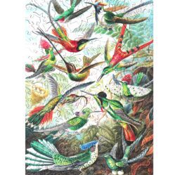 Hummingbirds (Ernst Haeckel) - Wooden Jigsaw Puzzle - 228pc